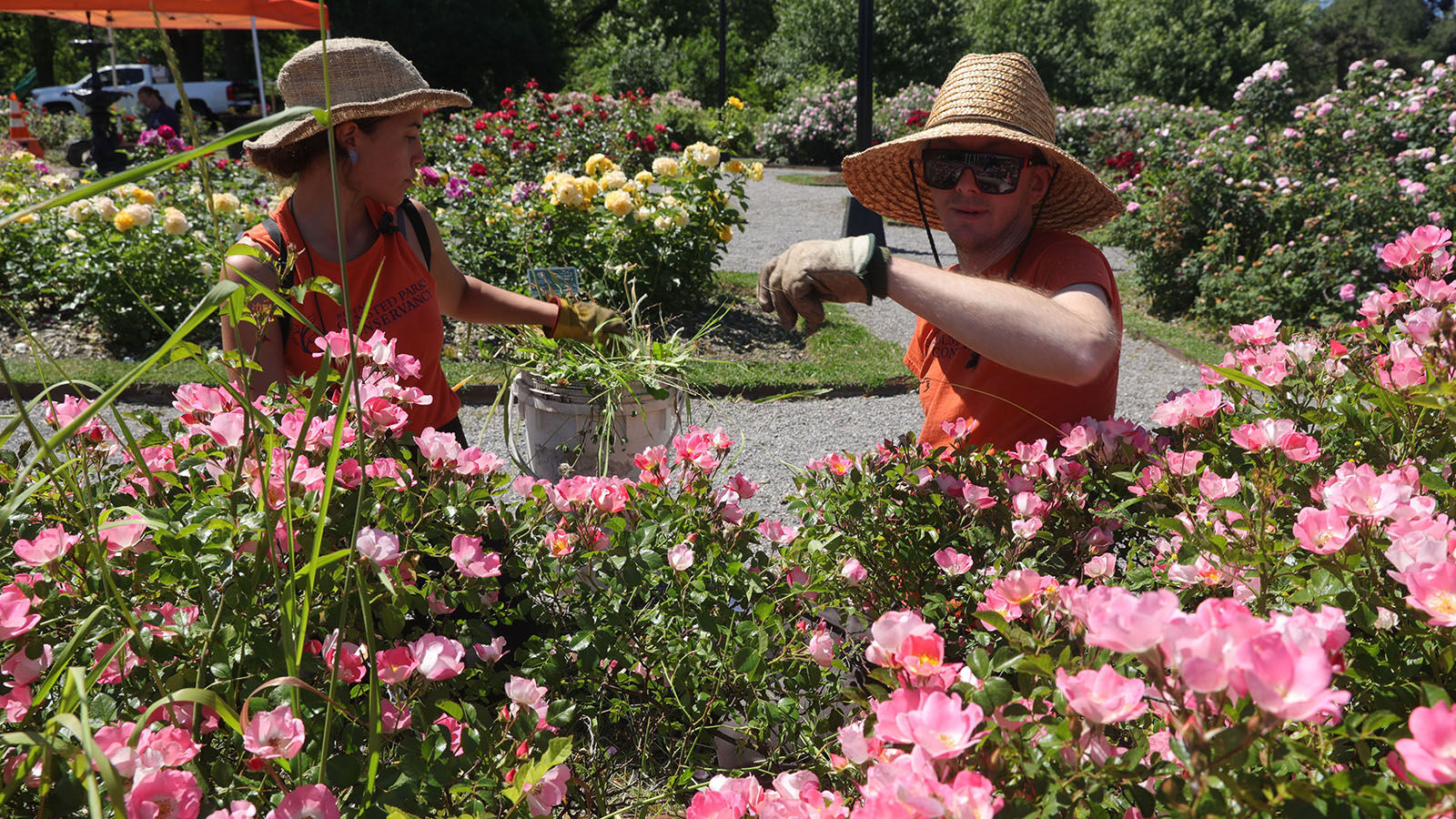 Buffalo Olmsted Parks Conservancy Delaware Park Rose Garden